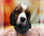 Small Photo #4 Cocker Spaniel Puppy For Sale in Arlington, VA, USA