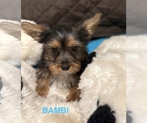 Medium Yorkshire Terrier