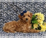 Small Photo #10 Miniature Labradoodle Puppy For Sale in KINZERS, PA, USA