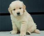 Small Photo #26 Golden Retriever Puppy For Sale in MISHAWAKA, IN, USA