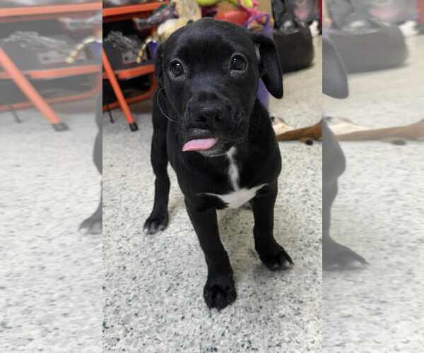 Medium Photo #4 Mutt Puppy For Sale in Mechanicsburg, PA, USA