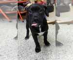 Small #3 Mutt