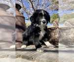 Small #1 Australian Shepherd