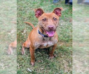 Boxer-Unknown Mix Dogs for adoption in Texas City, TX, USA