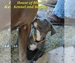 Small #2 American Pit Bull Terrier
