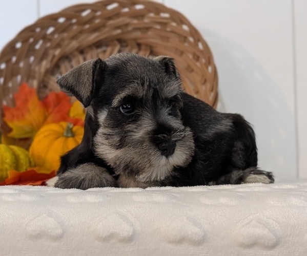 Medium Photo #9 Schnauzer (Miniature) Puppy For Sale in GOSHEN, IN, USA