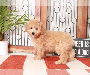 Poodle (Miniature) Puppy for sale in NAPLES, FL, USA