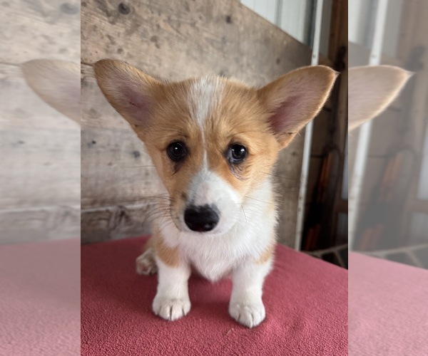 Medium Photo #13 Pembroke Welsh Corgi Puppy For Sale in VERMONTVILLE, MI, USA