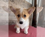 Small #12 Pembroke Welsh Corgi