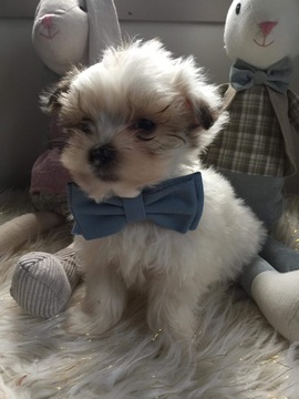 Medium Photo #3 Maltese-Yorkinese Mix Puppy For Sale in HONEY BROOK, PA, USA