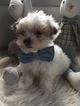 Small Photo #3 Maltese-Yorkinese Mix Puppy For Sale in HONEY BROOK, PA, USA