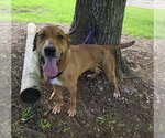 Oscar - Male Labrador Retriever-Rhodesian Ridgeback Mix Dog for Adoption - Small photo