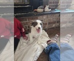 Puppy Dally Border Collie