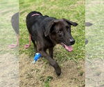 Small #4 Labrador Retriever