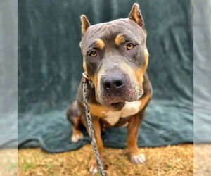 American Pit Bull Terrier-Unknown Mix Dogs for adoption in Long Beach, CA, USA