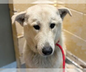 Anatolian Pyrenees Dogs for adoption in Tulsa, OK, USA