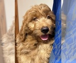 Puppy Puppy 6 Goldendoodle (Miniature)