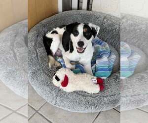 Border Collie-Parson Russell Terrier Mix Dogs for adoption in Cave Creek, AZ, USA