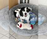 Snowflake - Female Border Collie-Parson Russell Terrier Mix Dog for Adoption - Small photo