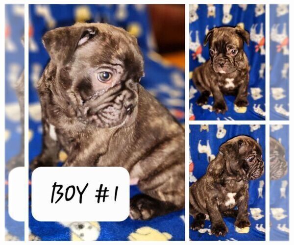 Medium Photo #4 French Bulldog Puppy For Sale in N CHESTERFLD, VA, USA
