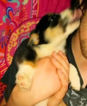 Small Photo #25 Border Collie-Pembroke Welsh Corgi Mix Puppy For Sale in ORCHARD, CO, USA
