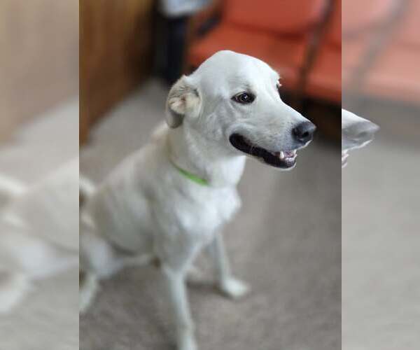 Medium Photo #2 Unknown-white german shepherd Mix Puppy For Sale in Martinsburg, WV, USA