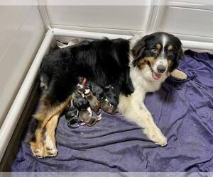Mother of the Aussiedoodle puppies born on 05/17/2023