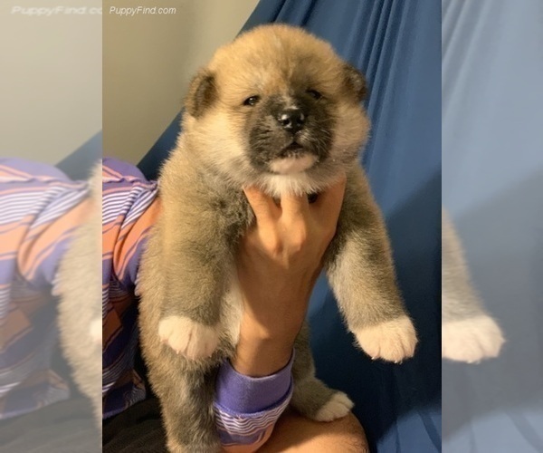 Medium Photo #13 Akita Puppy For Sale in LA QUINTA, CA, USA