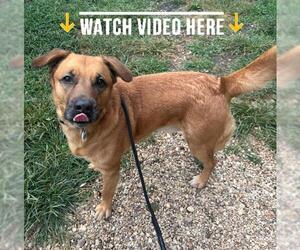 Shepradors Dogs for adoption in Forestville, MD, USA
