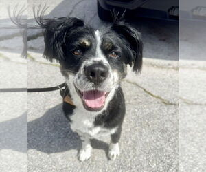 Australian Shepherd-Unknown Mix Dogs for adoption in Houston, TX, USA