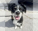 Small Australian Shepherd Mix