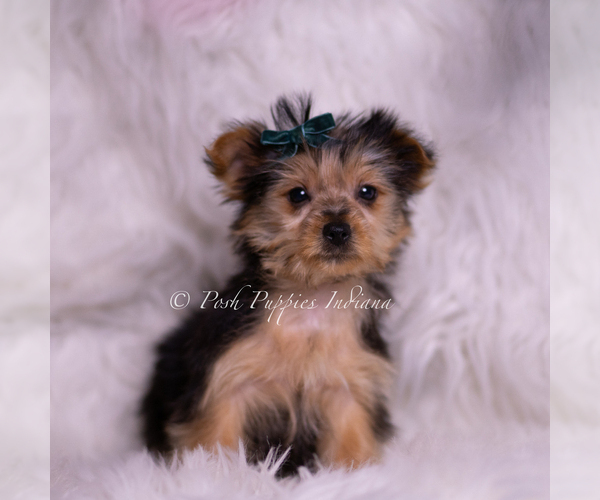 Medium Photo #4 Yorkshire Terrier Puppy For Sale in WARSAW, IN, USA