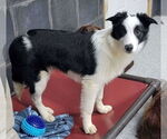 Small #1 Border Collie