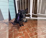 Small #6 German Shepherd Dog-Siberian Husky Mix