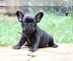 Small Photo #8 French Bulldog Puppy For Sale in LAWRENCEVILLE, GA, USA