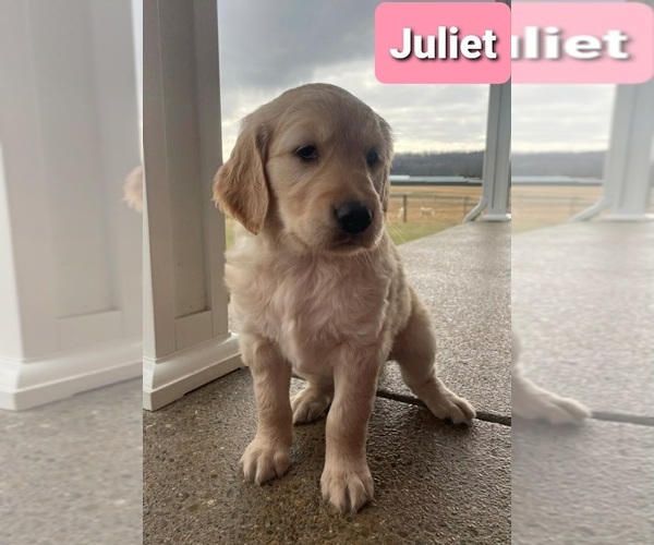 Medium Photo #12 Golden Retriever Puppy For Sale in CUB RUN, KY, USA