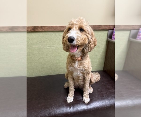Medium Photo #1 Goldendoodle (Miniature) Puppy For Sale in NEWPORT, MN, USA