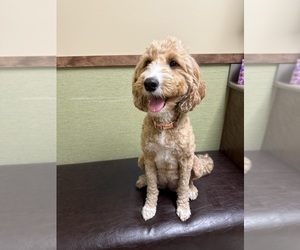 Mother of the Goldendoodle (Miniature) puppies born on 06/13/2025