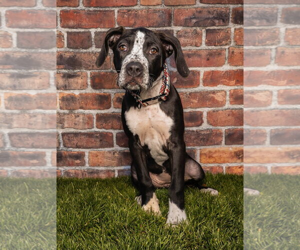 Medium Photo #2 Boxer-Unknown Mix Puppy For Sale in MIDWAY, UT, USA