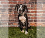 Small #1 Boxer Mix