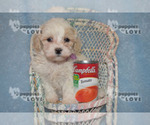 Small Photo #5 Poochon Puppy For Sale in SANGER, TX, USA