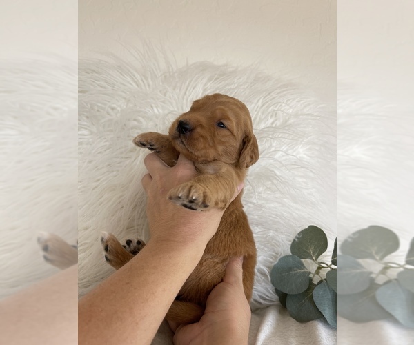 Medium Photo #1 Double Doodle Puppy For Sale in MESA, AZ, USA