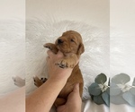 Small Photo #1 Double Doodle Puppy For Sale in MESA, AZ, USA