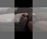 Small Mutt