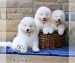 Small #1 Samoyed