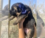 Small #22 German Shepherd Dog