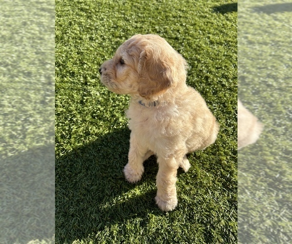 Medium Photo #5 Goldendoodle Puppy For Sale in RAMONA, CA, USA