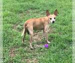 Small #1 Chihuahua Mix