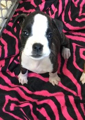 Boxer Puppy for sale in BEL AIR, MD, USA