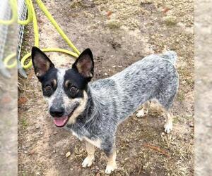 Mutt Dogs for adoption in Conroe, TX, USA